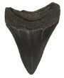 Serrated, Fossil Megalodon Tooth - Georgia #51029-1